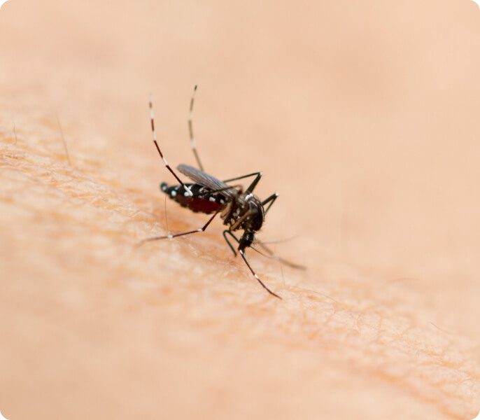 Chikungunya: síntomas clave y medidas para proteger a tu familia